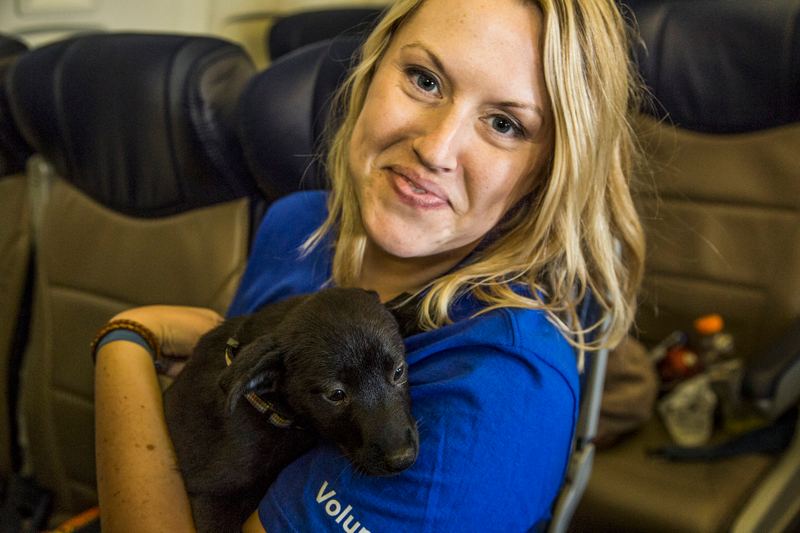 Illustration for article titled 64 Lucky Shelter Animals Got Flown Out Of Texas After Hurricane Harvey